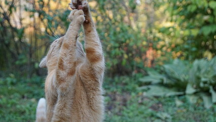 ginger cat grabbing a stick