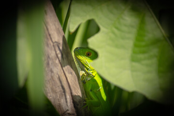 Iguana behing leaves