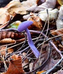 Purple Autumn Fruiting Fungi