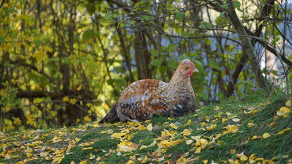 chicken in the grass