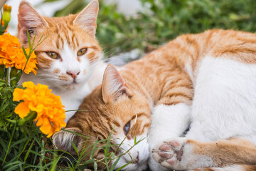 zwei Katzen kuscheln neben orangen Blumen