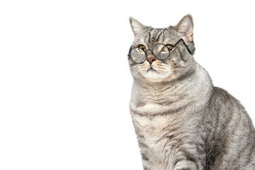 A Scottish cat is sitting in glasses isolated on a white background. The cat is a student, a teacher. The concept of school education. Educated cat