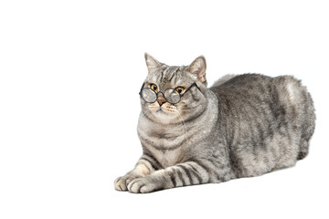 A Scottish cat lies in glasses isolated on a white background. The cat is a student, a teacher. The concept of school education. Educated cat