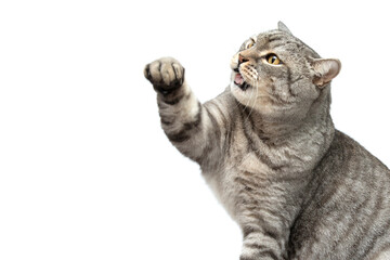 A Scottish cat isolated on a white background raises and pulls its paw forward. The cat stretches...