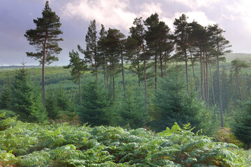 Tall Pine Trees dominating the landscape. Keilder Forest, Northumberland, England, UK.