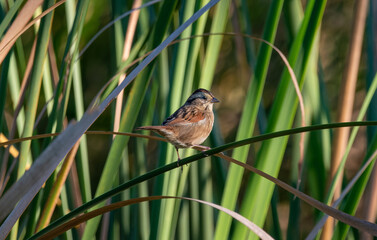 cute swamp sparrow