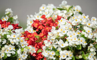 White and red begonias. Close-up of densely flowering begonias. Small white and red flowers.