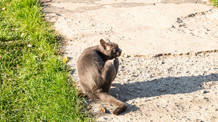 Gray cat scratching its neck
