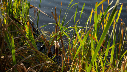 Flowering reeds on the pond