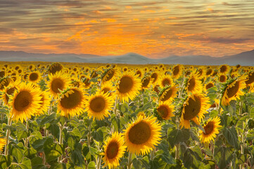 Fototapeta premium field of sunflowers