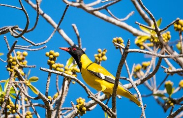 Obraz premium Closeup of a Black-headed oriole perching on the branch of a blooming tree