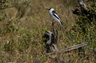 Closeup of a prionop perching on the cracked wood in the field