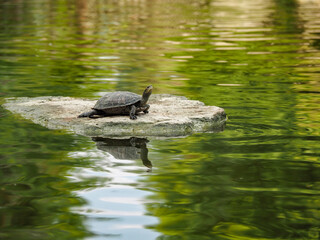 turtle on a stone in the lake