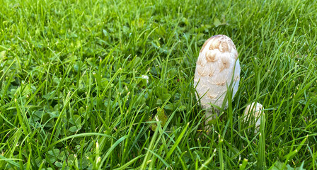 Coprinus. Shaggy ink caps in grass.