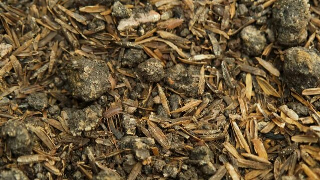 Sow bug or woodlouse foraging on moist fertile soil.