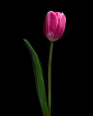 Red-purple blooming tulip with green stem and leaf isolated on black background. Studio close-up shot.