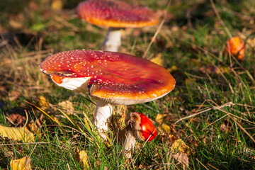 Pure nature in Romania