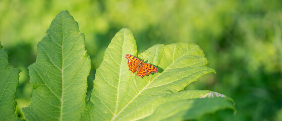 big orange butterfly on a green leaf under the summer sun