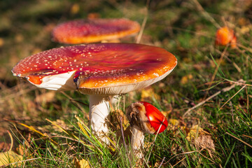 mushrooms in the meadow