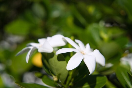 Closeup Shot Of Blooming White Gardenia Taitensis Flowers