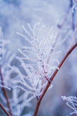 tree branches covered with frost on a frosty winter day, close up