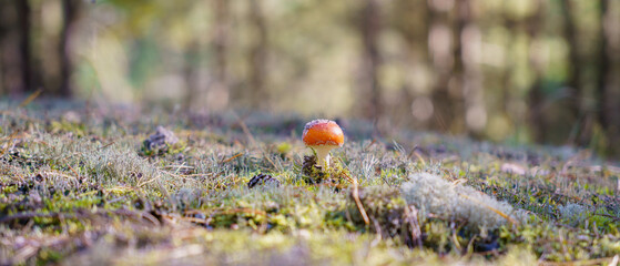 Fototapeta na wymiar Mushrooms among the grass in the autumn forest on a sunny day