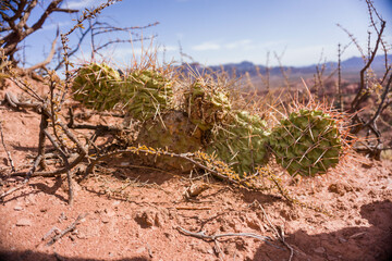 Vegetación del desierto