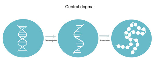 The central dogma of molecular biology that including replication , transcription and translation. The picture represents in blue and white icon of DNA, RNA and protein molecule.	