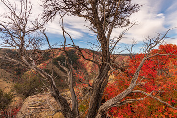Old Juniper and Foliage