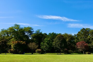 芝生と木々の緑が美しい公園の広場と青空