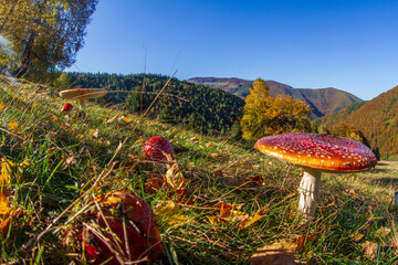 Nature in a Romanian forest