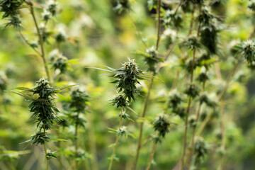 Green house indoor and harvesting of cannabis weed hemp plants cultivation at its finest, marijuana farm laboratory and ganja industry. Beautiful macro and micro shots of green leaf