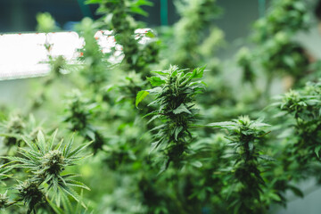Green house indoor and harvesting of cannabis weed hemp plants cultivation at its finest, marijuana farm laboratory and ganja industry. Beautiful macro and micro shots of green leaf