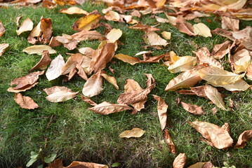 Feuilles mortes en automne