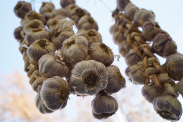 Fresh garlic on sale at the open market.