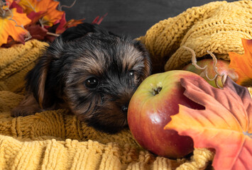 A Yorkshire Terrier puppy on an autumn background.