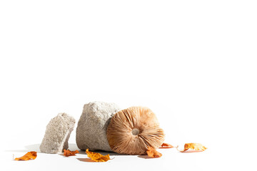 Stone podium, wild mushroom and autumn leaves. Still life. Copy space