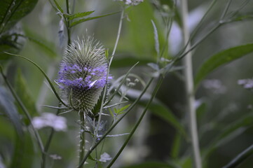 Closeup Dipsacus fullonum known as wild teasel with blurred background in wild summer garden