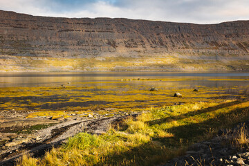 Robben am Fjord in Island