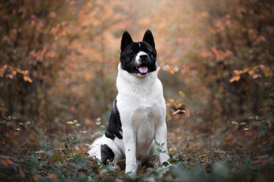 american akita dog posing in the autumn forest