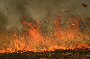 fire burn grass