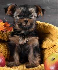 A Yorkshire Terrier puppy on an autumn background.