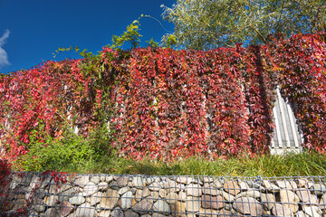 Autumnal colourful vine leaves On a roadside wall