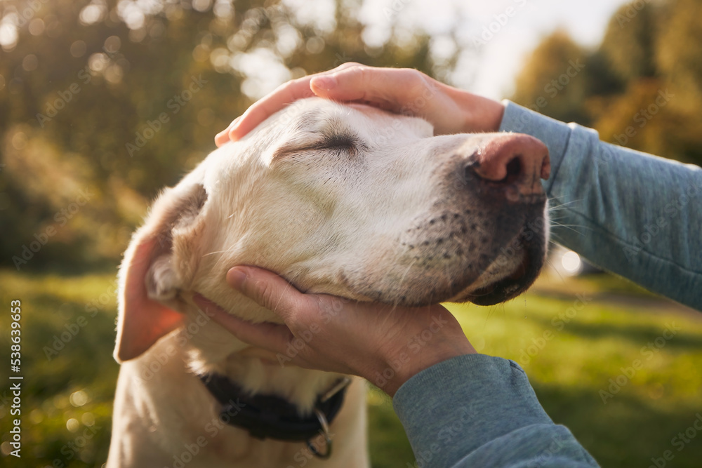 Wall mural man stroking his old dog. loyal labrador retriever enjoying autumn sunny say with his owner..