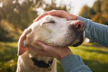 Man stroking his old dog. Loyal labrador retriever enjoying autumn sunny say with his owner..