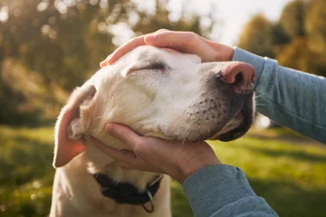 Acrylglasbilder Alte Türen Man stroking his old dog. Loyal labrador retriever enjoying autumn sunny say with his owner..  © Chalabala