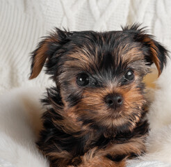 A Yorkshire Terrier puppy on an autumn background.
