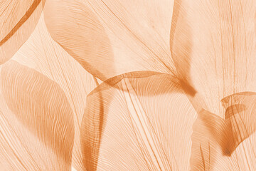 Nature pattern of dry petals, transparent leaves with natural texture as natural background or...