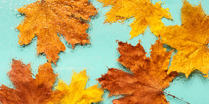 Autumn banner, maple leaves covered drops rain, yellow orange autumnal colors, turquoise fon. Blurred leaf as abstract nature background. Fall aesthetic photo, colorful foliage, wide panorama