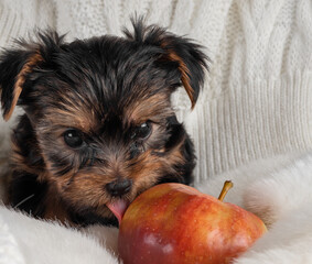 A Yorkshire Terrier puppy on an autumn background.